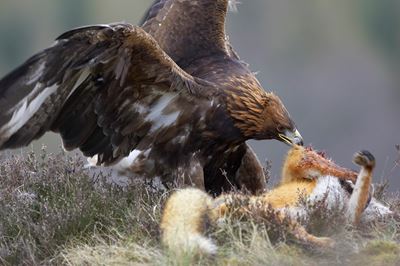 Golden Eagle feeding on red fox,  Cairngorms National Park, Scotland. (c) 